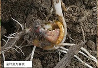 生物菌剂厂家龙灯生物推荐|千亩玉米不出芽，“凶手”竟是它！今年种玉米须注意