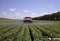 生物菌剂厂家龙灯生物带你全解叶面肥，龙灯为您详细解答生物菌剂-叶面肥！